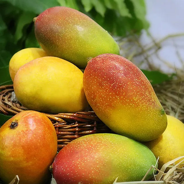 Juicy Mangoes