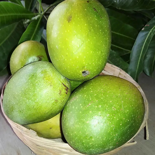 Panduvari Mamidi (panduri) Mango